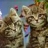 Cute friends: twin kitties