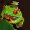 Jeu Cute green frogs slide puzzle en plein ecran