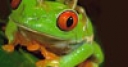 Jeu Cute green frogs slide puzzle