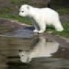 Jeu Cute polar bear drag and drop puzzle en plein ecran