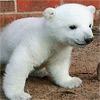 Jeu Cute Polar Bear Puzzle en plein ecran