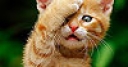 Jeu Cute shy cat slide puzzle