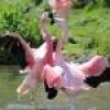 Jeu Dancing flamingos en plein ecran