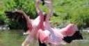 Jeu Dancing flamingos