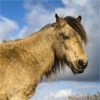 Jeu Dartmoor Pony en plein ecran
