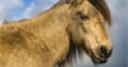 Jeu Dartmoor Pony