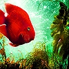 Jeu Deep orange fish slide puzzle en plein ecran