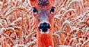 Jeu Deer in the field slide puzzle
