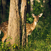 Jeu Deer In The Forest Puzzle en plein ecran