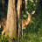 Deer In The Forest Puzzle