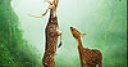 Jeu Deers in the forest slide puzzle