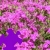 Dianthus Jigsaw