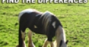 Jeu Differences: Horses