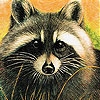 Jeu Dizzy raccoon slide puzzle en plein ecran