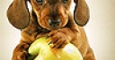 Jeu Dog and apple slide puzzle