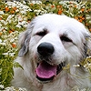 Jeu Dogs among the flowers puzzle en plein ecran