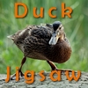 Jeu Duck Jigsaw en plein ecran