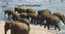 Jeu Elephants Bathing
