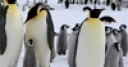Jeu Emperor Penguins