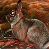 Jeu Field rabbits puzzle en plein ecran