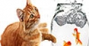 Jeu Fishes and cat slide puzzle