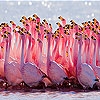 Jeu Flamingo family slide puzzle en plein ecran
