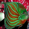 Jeu Flat fluorescent fish slide puzzle en plein ecran