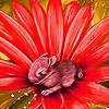 Jeu Flower on the rabbit puzzle en plein ecran