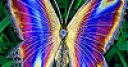 Jeu Flying colored wings slide puzzle
