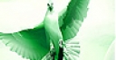 Jeu Flying green dove slide puzzle