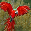 Jeu Flying parrots puzzle en plein ecran