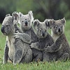 Jeu Four koala slide puzzle en plein ecran