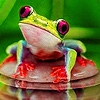 Jeu Frogs in the jungle puzzle en plein ecran