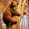 Jeu Funky bear in woods slide puzzle en plein ecran