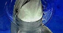 Jeu Funny dolphin in the pool slide puzzle