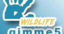 Jeu gimme5 – wildlife