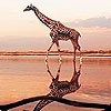Jeu Giraffe in the beach puzzle en plein ecran