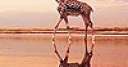 Jeu Giraffe in the beach puzzle