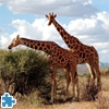 Jeu Giraffes Jigsaw Puzzle en plein ecran