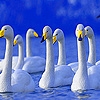 Jeu Gray swans a flock puzzle en plein ecran
