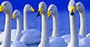 Jeu Gray swans a flock puzzle