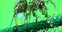 Jeu Green ant in the rain slide puzzle