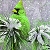 Green bird on the snow garden puzzle