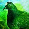Jeu Green birds puzzle en plein ecran
