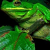 Jeu Green fat frog puzzle en plein ecran