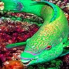 Jeu Green fluorescent fish puzzle en plein ecran