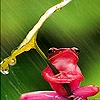 Jeu Green frog in the rain puzzle en plein ecran