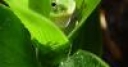 Jeu Green Frog