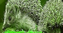 Jeu Green hedgehogs puzzle