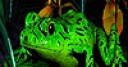 Jeu Green lake frogs puzzle